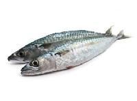 Sardine Fish