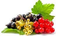 Currants