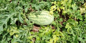 Hybrid Water Melon Seeds
