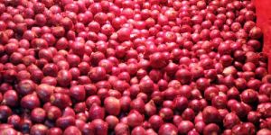 Fresh Red Onion