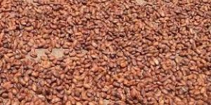 Cocoa Beans