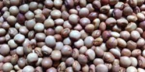 Pigeon Pea