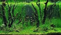 Live Aquatic Plants
