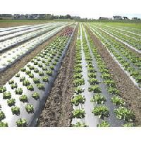 Mulching Sheet