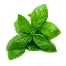 Basil Oil