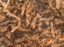 Nagarmotha Oil