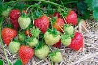 Strawberry Plants