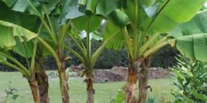 Banana Sucker Plants