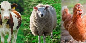 Animal Healthcare Products