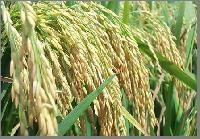 Hybrid Paddy Seed