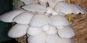Fresh Oyster Mushroom