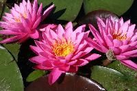 Aquatic Plants