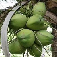 Raw Coconuts