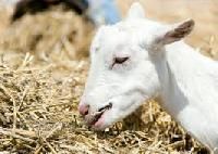 Goats Feed