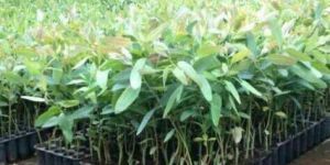 Nilgiri Plant