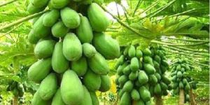 Papaya Plants