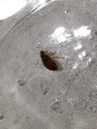 Bed Bug Herbal Insecticide