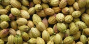 Coriander Seeds