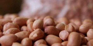 Groundnut Kernel