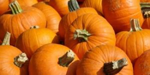 Fresh Pumpkin