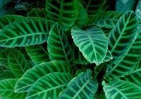 Foliage Plants