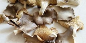 Dry Oyster Mushroom