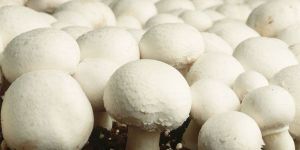 Fresh White Mushroom