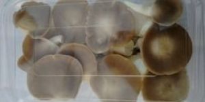Oyster Mushroom