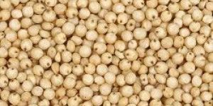 Jawar Seeds