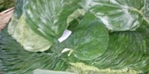 Betel Leaf