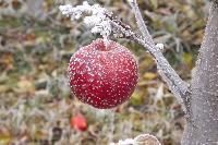 Frozen Apple