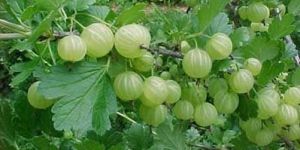 Indian Gooseberry Plant