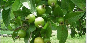 Thai Guava Plant