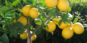 Lemon Plant