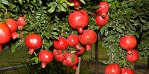 Pomegranate Plant