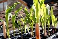 Sweet Corn Seed