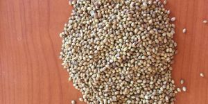 Coriander Seeds