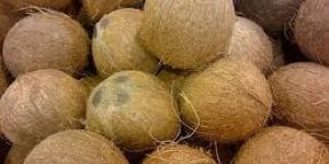 Coconut Husk