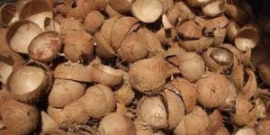 Coconut Shell