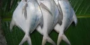 White Pomfret Fish
