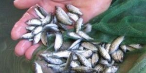 Singi Live Fish Seeds