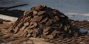 Cow Dung