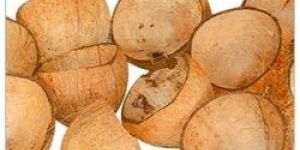 Coconut Shells