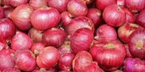 Fresh Red Onion