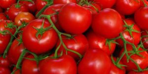 Fresh Tomato