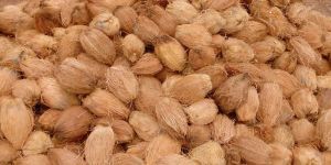 Semi Husked Coconuts