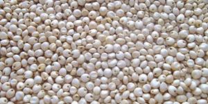 White Sorghum Seeds