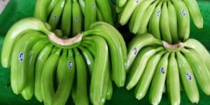 Fresh Bananas
