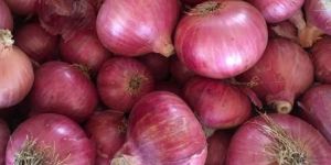 Red Onion