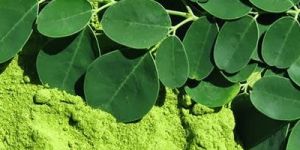 Moringa Leaves and Powder